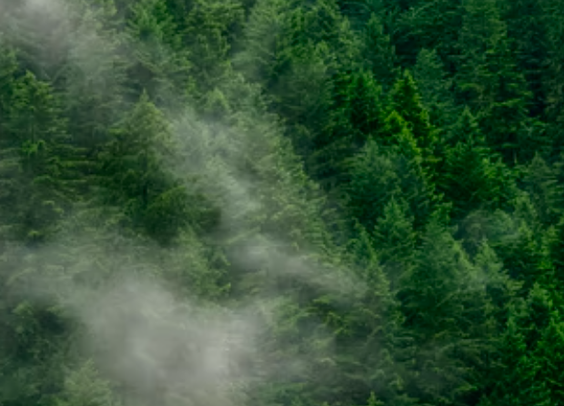 中辦國辦印發(fā)重磅文件：打造綠色生態(tài)宜居美麗鄉(xiāng)村